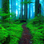 Your Complete Guide to Identifying Pernithia Galnith